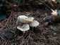 Lilás őzlábgomba (Lepiota lilacea), Budapest